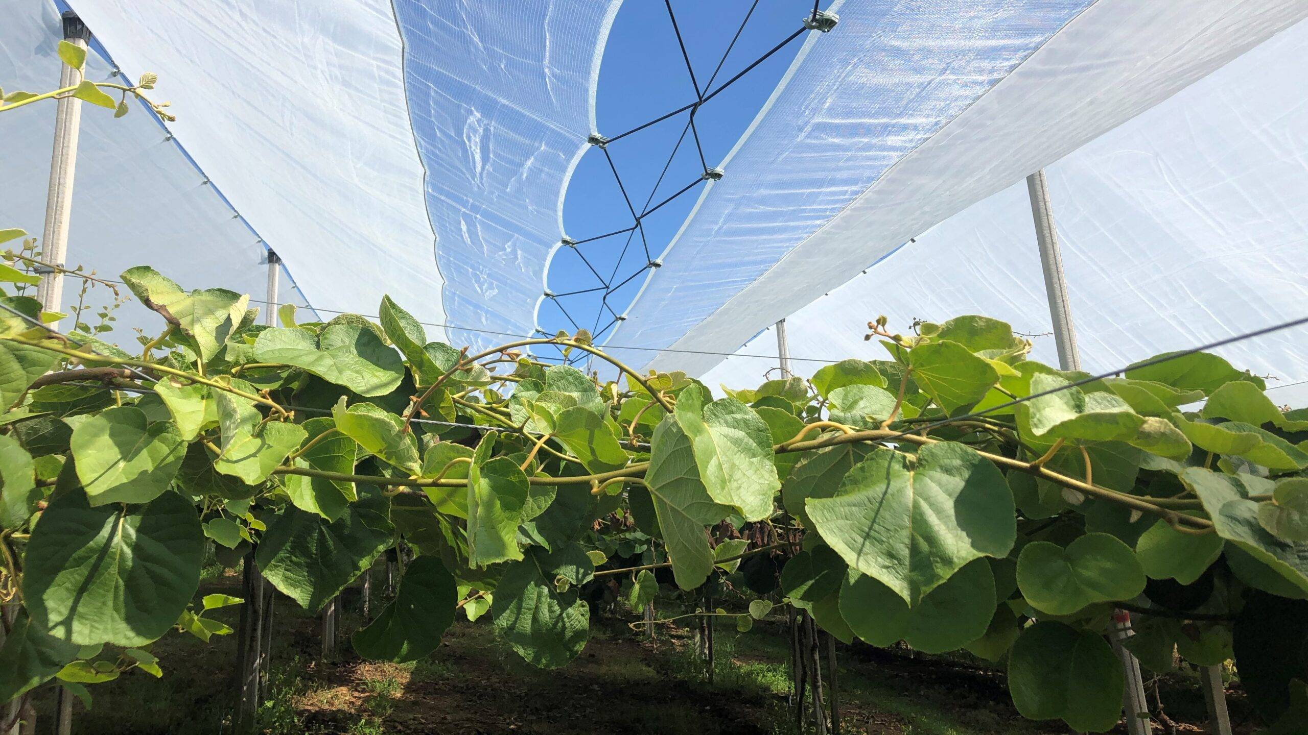 Arrigoni-Protecta-Kiwi|Arrigoni-Protecta-Kiwi